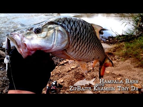 Hampala Barb with Khamsin Tiny DR