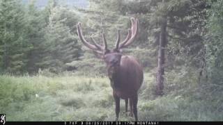 TrailCamBull