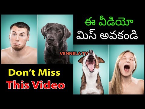 Dogs And Humans With Similar Facial Expressions | మనిషిలాగే పేస్ ఎక్స్ప్రెషన్స్ ఇస్తున్న కుక్కలు