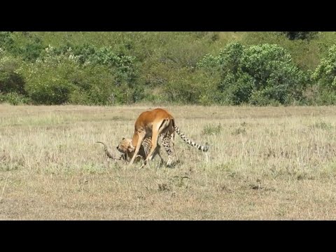 Cheetahs: Masters of Speed in Impala Hunts #cheetah #video #yt