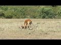 Cheetahs Masters Of Speed In Impala Hunts Cheetah Video Yt