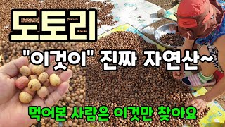 마당한가득 도토리 이것이 진짜 자연산 진한 도토리묵 먹어본 사람은 이것만 찾아요.