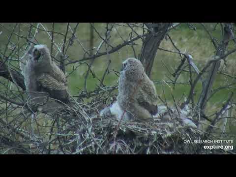 GHO Nest at Roger's Place - 5/14/2022 - Young Owl makes a short branching