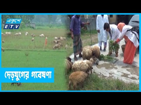 ভেড়ার মাংসকে আরও উপকারী করেছেন গবেষকরা