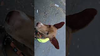 Video preview image #1 Ibizan Hound Puppy For Sale in NYC, NY, USA