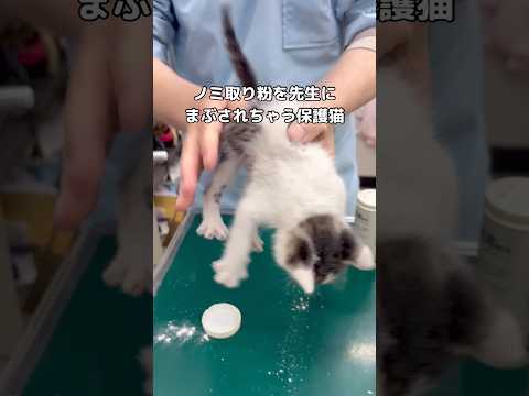 体中に付いたノミを取るため薬粉をたっぷりまぶされる保護子猫 #子猫 #保護猫 #shorts