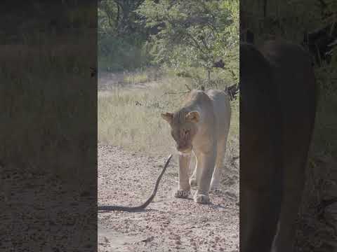 Black Mamba VS Lioness  #wildlife #animals #africa #safariafrica #africansafari #endangeredspecies