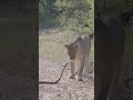 Black Mamba VS Lioness Wildlife Animals Africa Safariafrica Africansafari Endangeredspecies