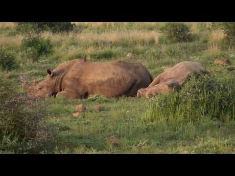 Morning Safari Drive - Pilanesberg Natio