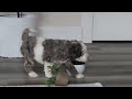 Cockapoo dogs for sale: Blaze - Video 1