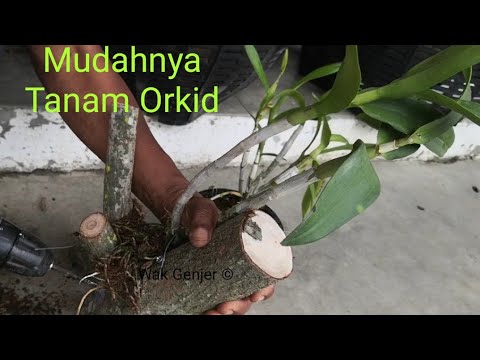 , title : 'Cara Kreatif Semai Tanam Biak Orkid Di Bandar Kebun De Seroja'