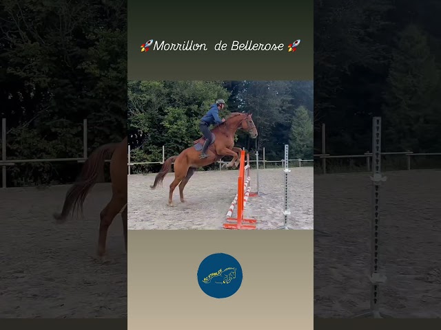 Morrillion de Bellerose