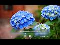 Relaxing Music | Romantic Music, Beautiful Flowers