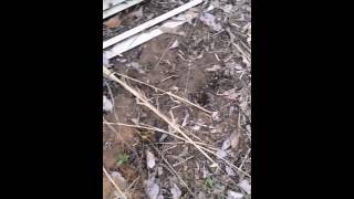 Idiot with saw blade and weed Eater#3 the result