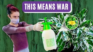 Flat Mites DON'T STAND A CHANCE Against This Solution!