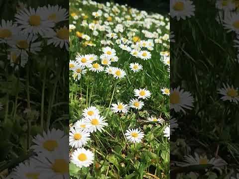 #flowers #dance #germany #funny #love #weather #amapiano #nature #timepass #music #song #explore #NB