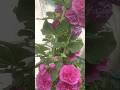 Phool Phool Pe Bani Teri Shorts Love Song