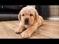The Cutest Labrador Puppies From June