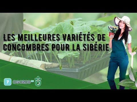 , title : 'Les meilleures variétés de concombres pour la Sibérie'