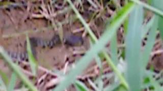 preview picture of video 'Cobras Pescando'