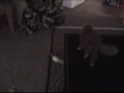 Chasing video