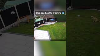 Download lagu Air Bud could never 🐶 mp3