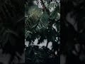 Rainy Day ️ Shorts Movie Status Song Comment Rain Thamil Song Toon