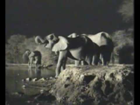 Elephant Herd with Small Baby-Part 1 Pete's Pond  September 24, 2009