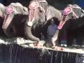 Ringling Bros Elephants Chow Down On Blue Bell Ice Cream Jan 2009