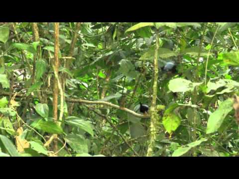 Chiroxiphia linearis 