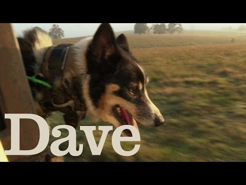 Wild Pig Hunting To Save Farms | Deadliest Pests Down Under | Dave