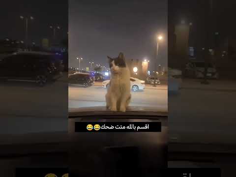 مت ضحك 😂😂