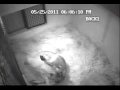 Lion Cub 2 Avi