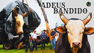ADEUS TOURO BANDIDO – O TOURO QUE VIROU HISTÓRIA NO RODEIO MUNDIAL