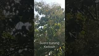 Download lagu Suara burung kedasih di alam mp3