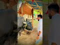 Animal Love Trending Status Viral Youtubeshorts Pets Music Bgmi