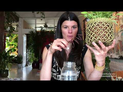 Cool Watering Hacks for Houseplants — Plant One On Me — Ep 016