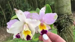 May 2018 Orchid Garden Update, Tropical Storm Alberto, New Blooms