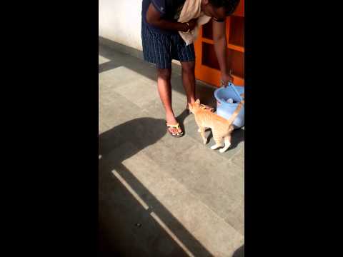 Cat in hostel Having Fun MANIT video 2