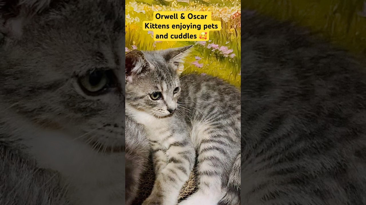 Orwell, an adoptable American Shorthair in Fort Pierce, FL video 5/5