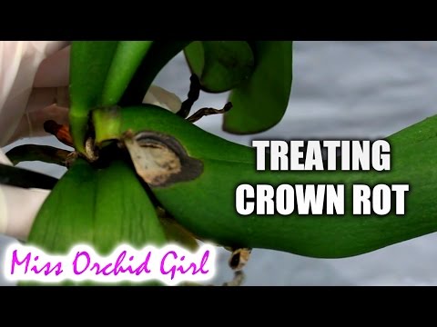 How to save Orchids from crown rot using non toxic substances (New 2022 Tutorial in Description!) Video