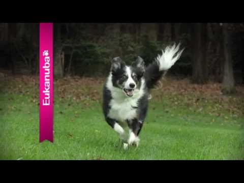 Eukanuba Veterinary Diets Dog Adult Dermatosis FP 5kg video