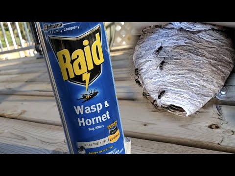 , title : 'Raid and done! No more WASPS or HORNETS'