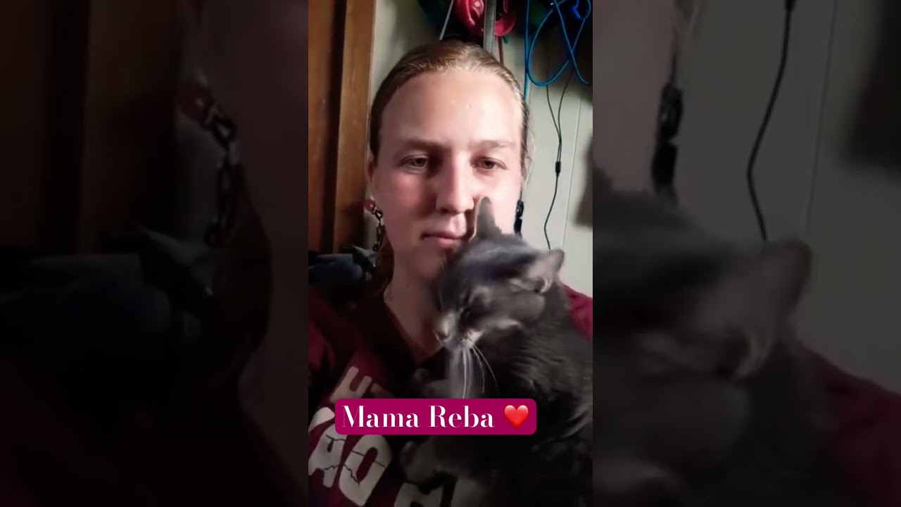 Enlarge Reba, a Adoptable Domestic Short Hair in Rochester, MN video 6/6