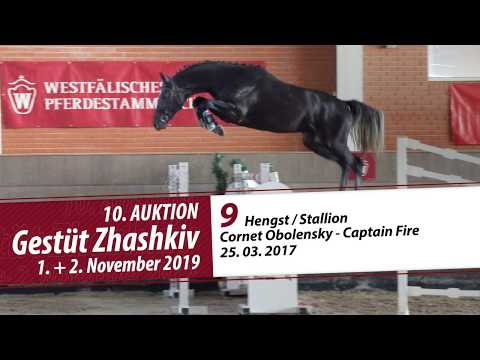 09 Hengst / Stallion v. Cornet Obolensky - Captain Fire