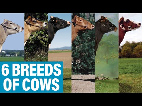 , title : 'From Holsteins to Jerseys: The Top 6 Dairy Cow Breeds in Canada #shorts'
