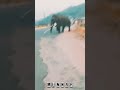 Elephant Wild Elephant Crossing The Road Elephant Video Elephant Whatsapp Status Munnar