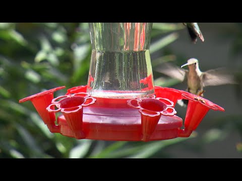 Happy Hungry Hummingbirds with The Slice!