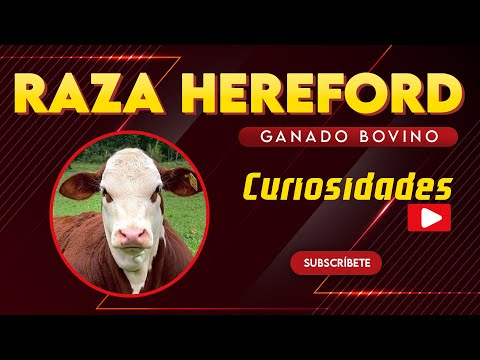 , title : '🏆 RAZA HEREFORD 🔴 Curiosidades de la Raza  ✅ GANADO BOVINO CARNICO Gado de Corte'