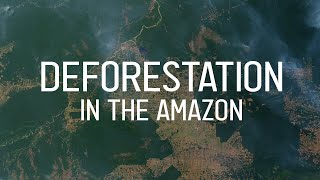 Deforestation in the Amazon (quickly explained)